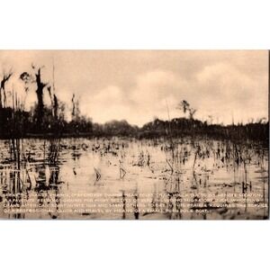 Vintage Okefenokee Swamp Grande Prairie Scenic Postcard by Collotype